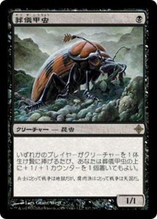 Japanese Mortician Beetle 117 248 Japanese Mortician Beetle 117 248