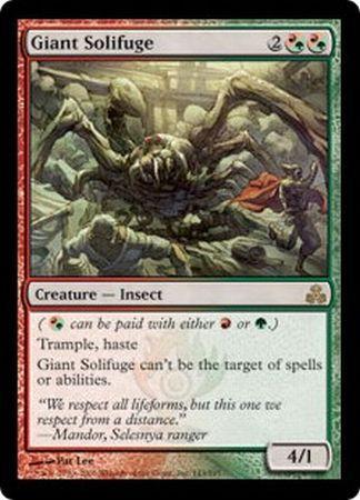 Giant Solifuge Giant Solifuge