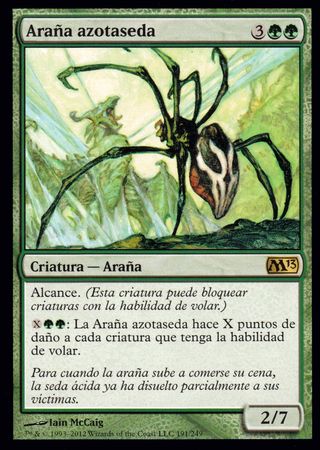 Arana azotaseda Silklash Spider 191 249 Arana azotaseda Silklash Spider 191 249