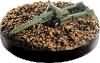 19 3 Gun M5 Base Set II Axis Allies Miniatures Common 19 3 Gun M5 Base Set II Axis Allies Miniatures Common