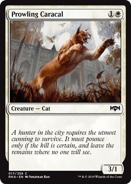 Prowling Caracal 017 259 Ravnica Allegiance Singles Prowling Caracal 017 259 Ravnica Allegiance Singles