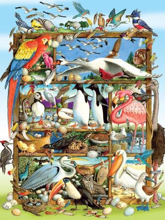 Birds of the World 350 Piece Puzzle Cobble Hill Puzzles Cobble Hill Puzzles Birds of the World 350 Piece Puzzle Cobble Hill Puzzles Cobble Hill Puzzles
