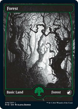 Forest 276 277 Forest 276 277
