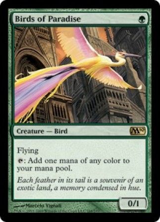Birds of Paradise Birds of Paradise