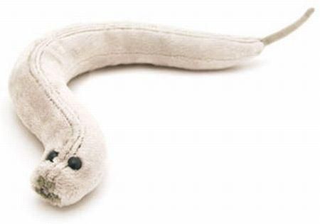 C Elegans 5 7 Plush Giant Microbes Giant Microbes C Elegans 5 7 Plush Giant Microbes Giant Microbes