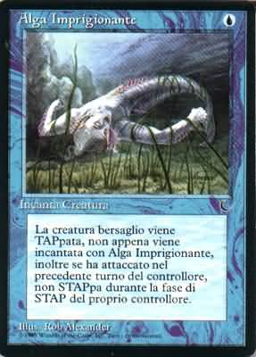 Alga Imprigionante Tangle Kelp Alga Imprigionante Tangle Kelp