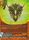 Deity Green Dragon Shield S PR 002EN Foil Promo Future Card Buddyfight Promos