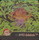 18 43 Oddish 44 Gloom 45 Vileplume 1998 Pokemon Flipz Artbox Series One 
