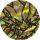 Zeraora Large Collectible Coin Gold Cracked Ice Foil 